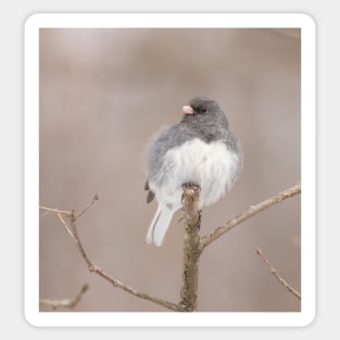 Fluffy Dark Eyed Junco with brown/tan blurred background Sticker